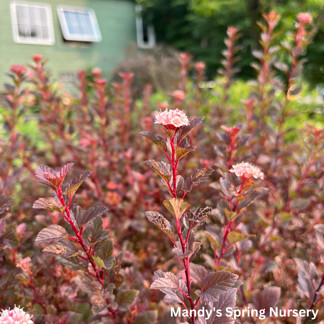 Spicy Devil® Ninebark | Physocarpus opulifolius