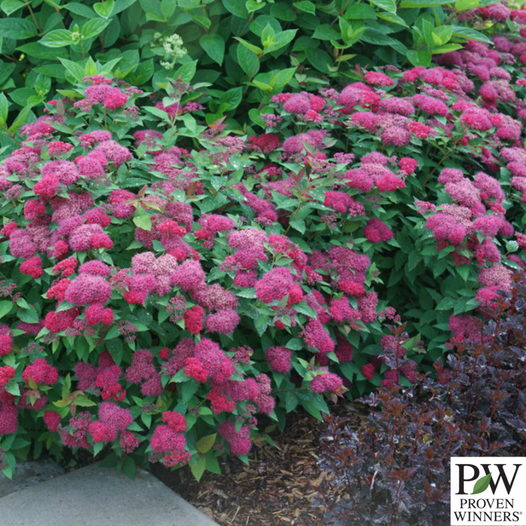 Double Play Doozie® Spirea