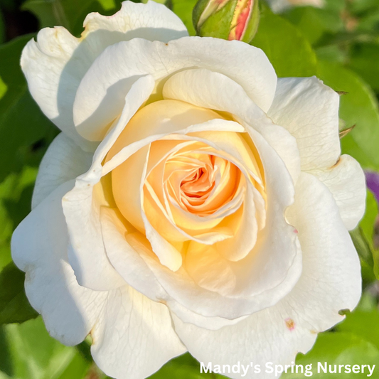 Hella® Climbing Rose