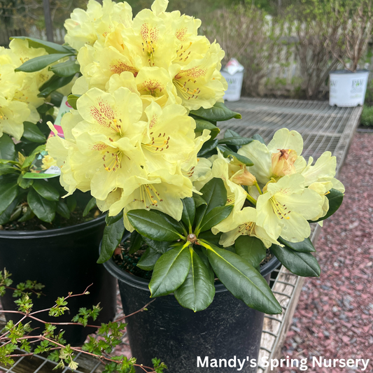 Miyama™ Gold Prinz Rhododendron | Rhododendron yakushimanum 'Goldschatz'