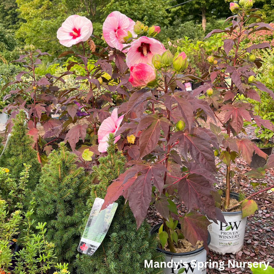 'Perfect Storm' Hibiscus | Rose Mallow