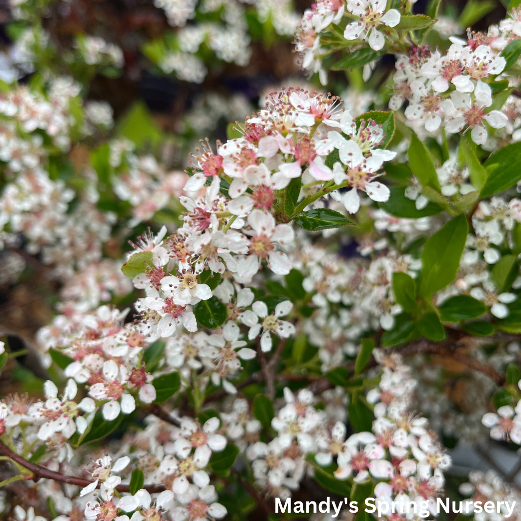 'Ground Hug' Chokeberry | Aronia mel.