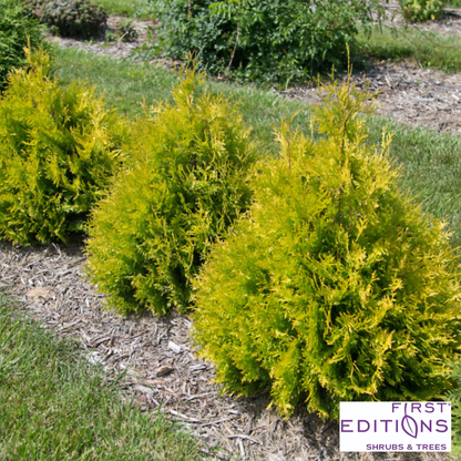 'Lemon Burst' Arborvitae | Thuja occidentalis