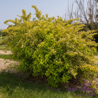 Honeycomb Ninebark | Physocarpus opulifolius 'ZLENora'