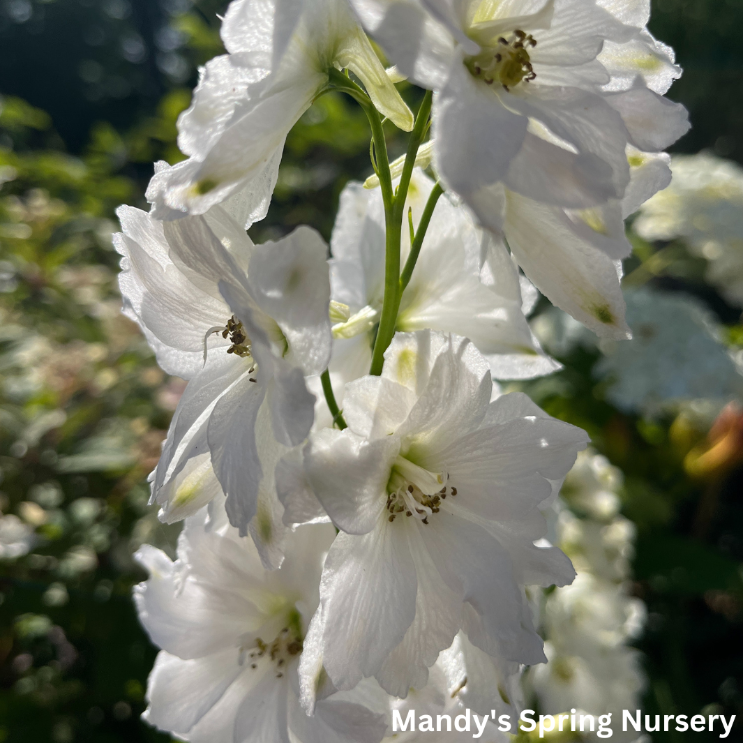 Delphinium 'Guardian White' | Delphinium elatum 'Guardian White'