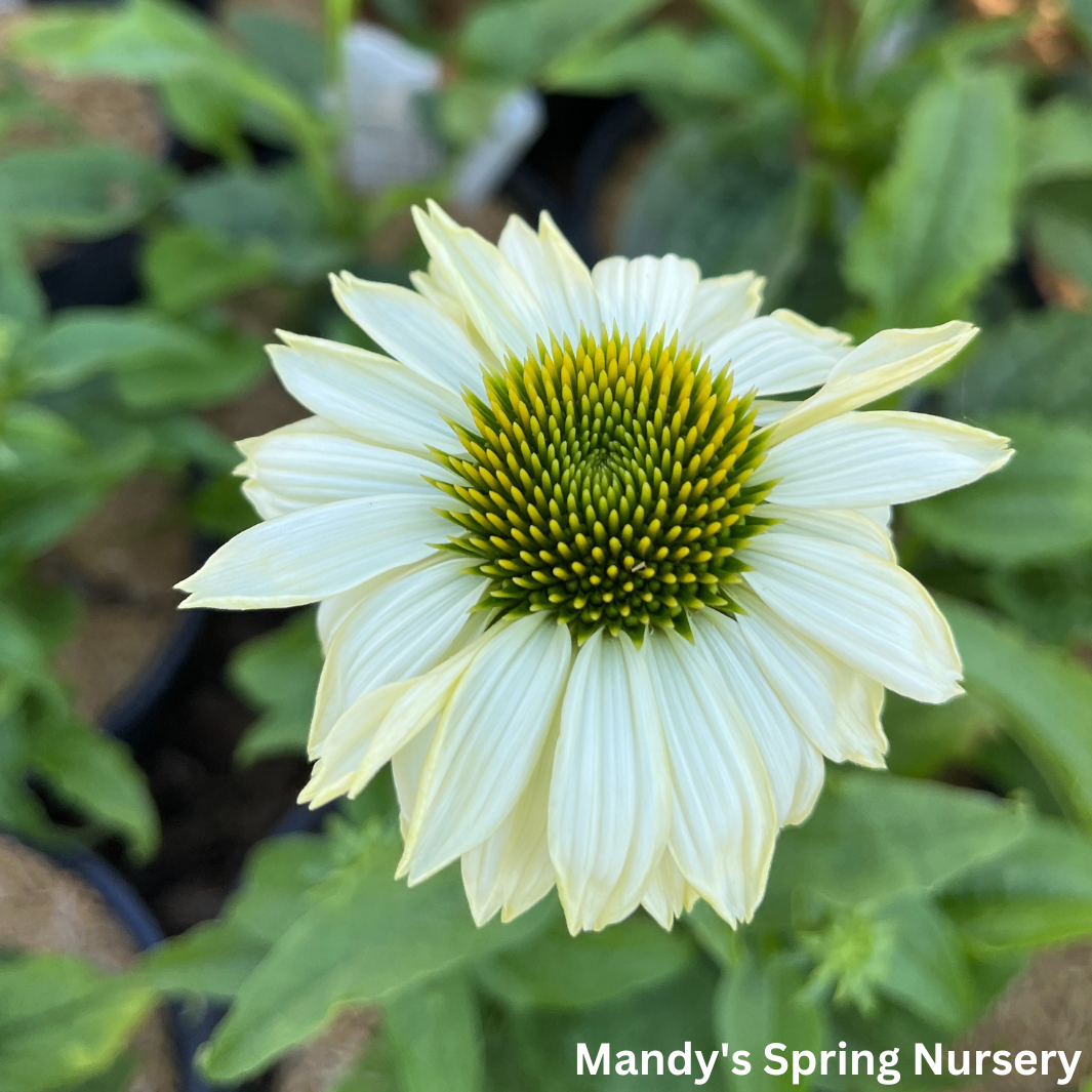 'Pow Wow' White Coneflower | Echinacea purpurea