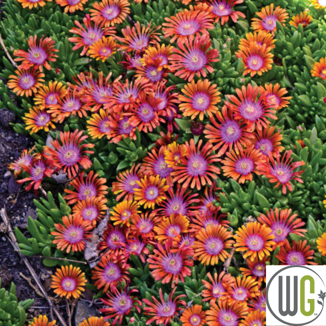 'Fire Spinner®' Hardy Ice Plant | Delosperma