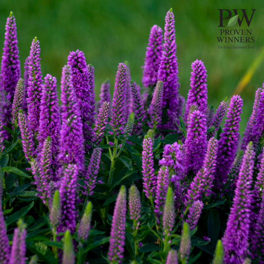 Magic Show Proven Winner Speedwell | Veronica