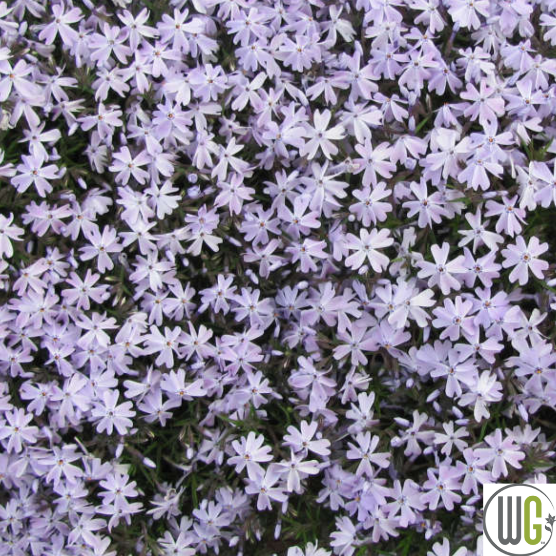 'Blue Emerald' Creeping Phlox | Phlox subulata