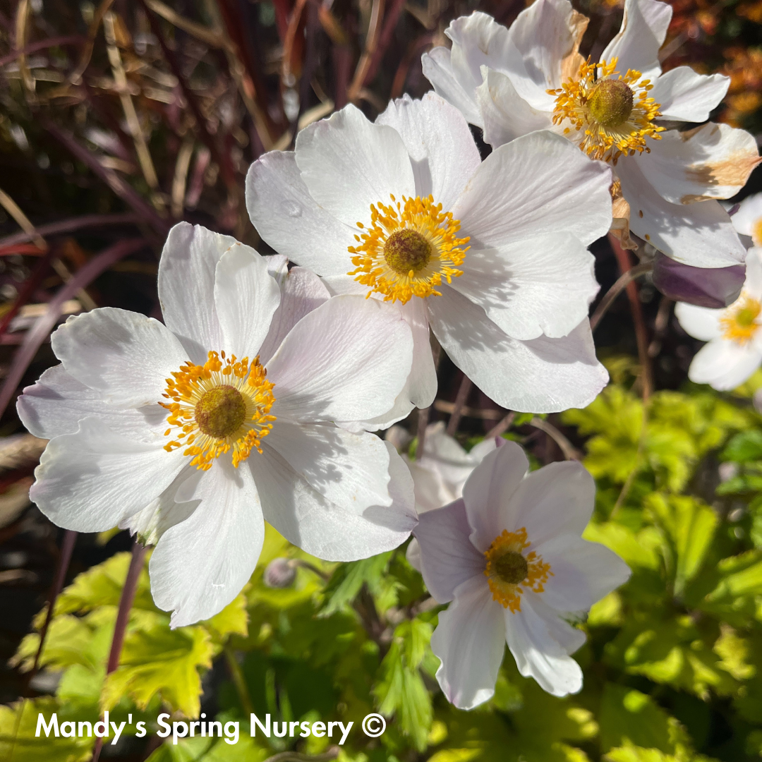 'Elfin Swan' Anemone | Anemone Sylvestris