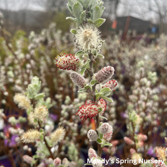 Iceberg Alley Sageleaf Willow | Salix candida