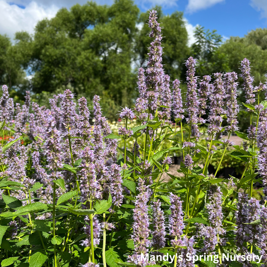 'Blue Fortune' Anise Hyssop | Agastache