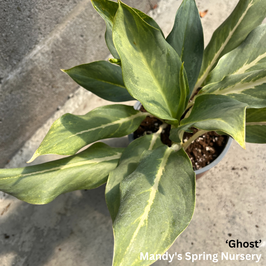 'Lucky Plant' | Aglaonema