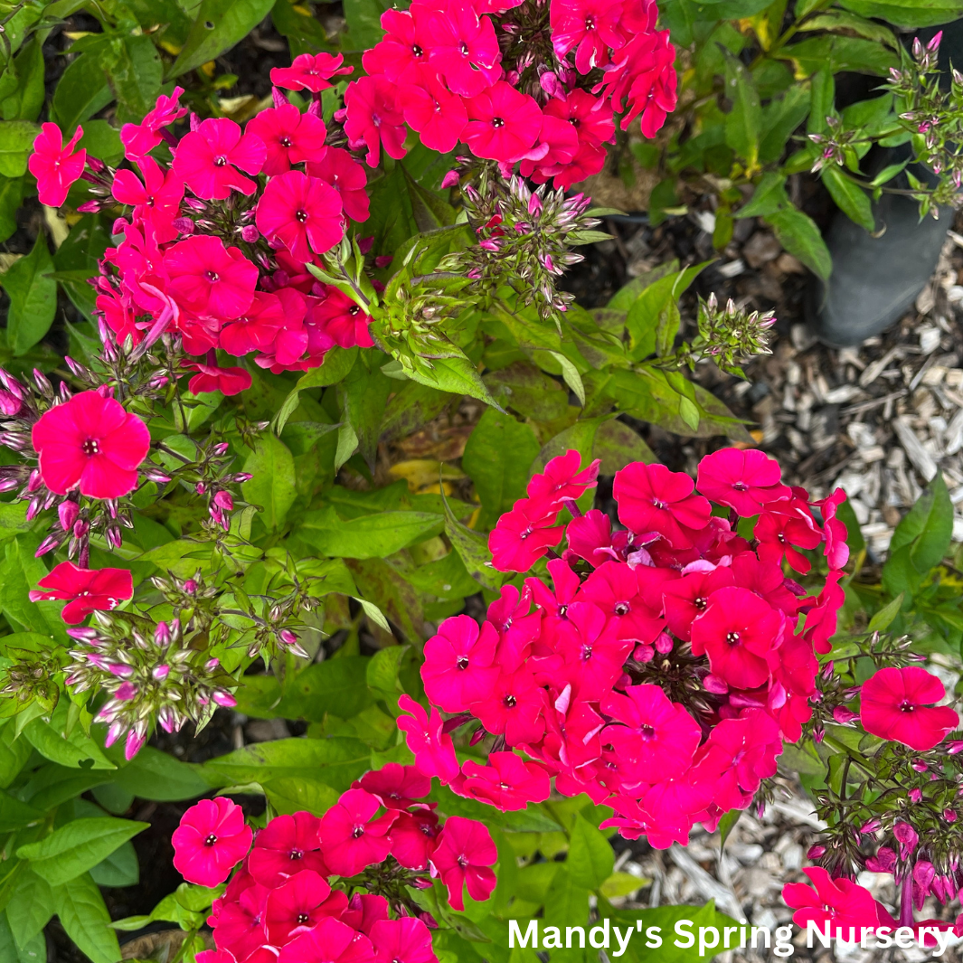 Red Riding Hood' Garden Phlox | Phlox paniculata