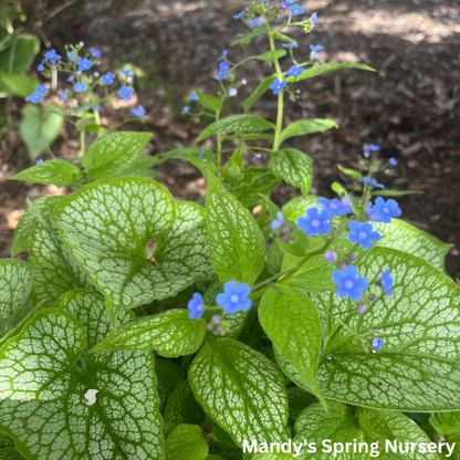 Jack Frost Brunnera | Brunnera macrophylla 'Jack Frost'