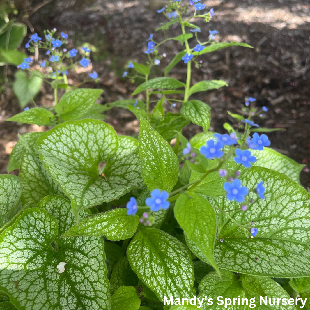 Jack Frost Brunnera