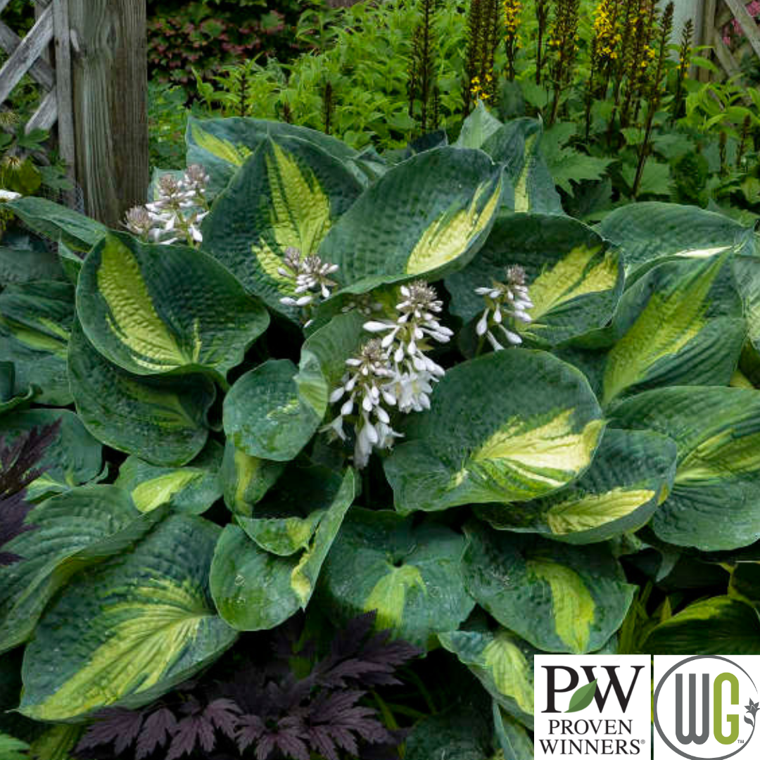 'Hudson Bay' Hosta