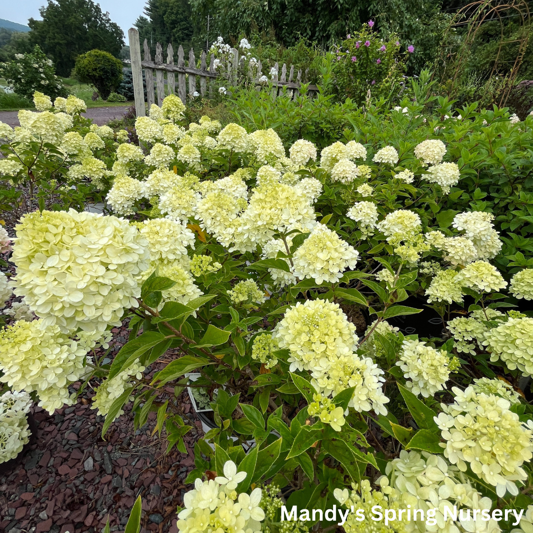 Limelight Hydrangea | Hydrangea paniculata