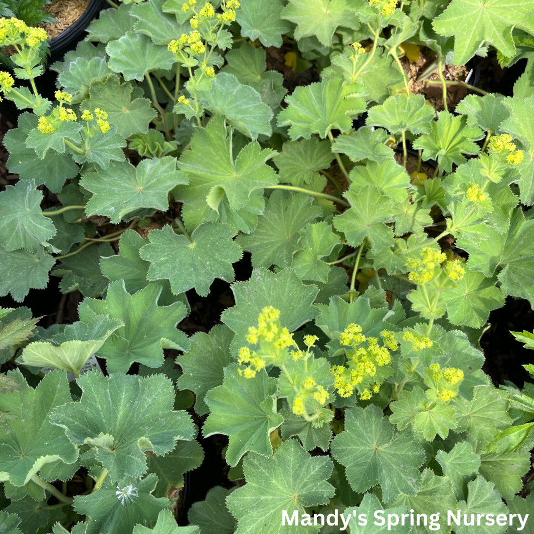 Lady's Mantle ‘Thriller’ | Alchemilla mollis