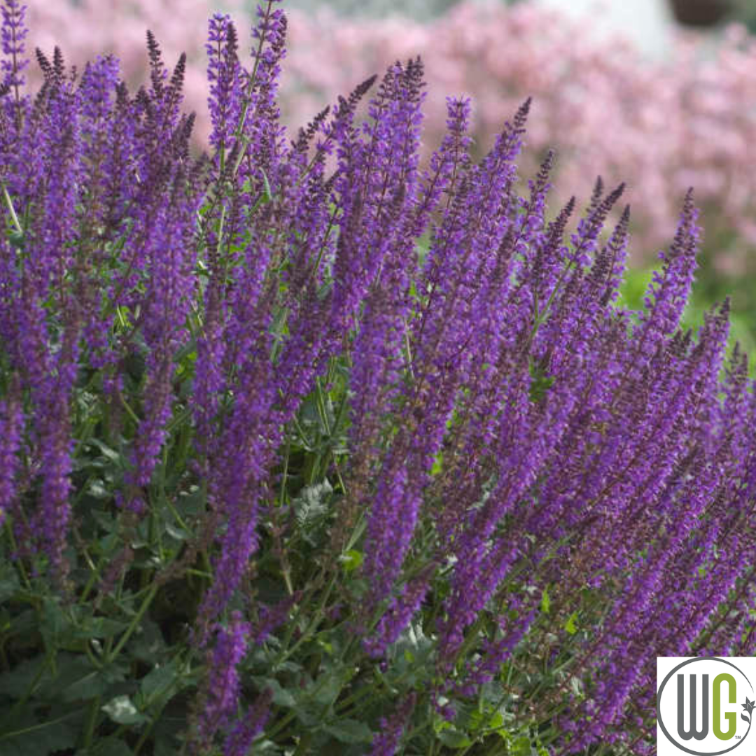 'May Night' Salvia | Salvia nemorosa