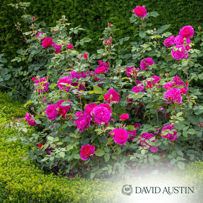 Gabriel Oak Rose | Rosa