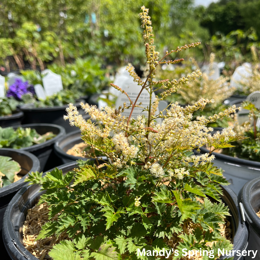 'Chantilly Lace' Goat's Beard | Aruncus 'Chantilly Lace'