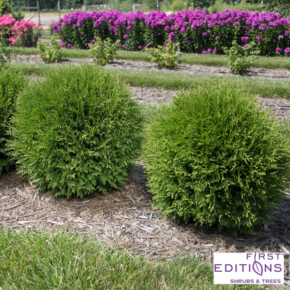 'Planet Earth' Arborvitae | Thuja occidentalis