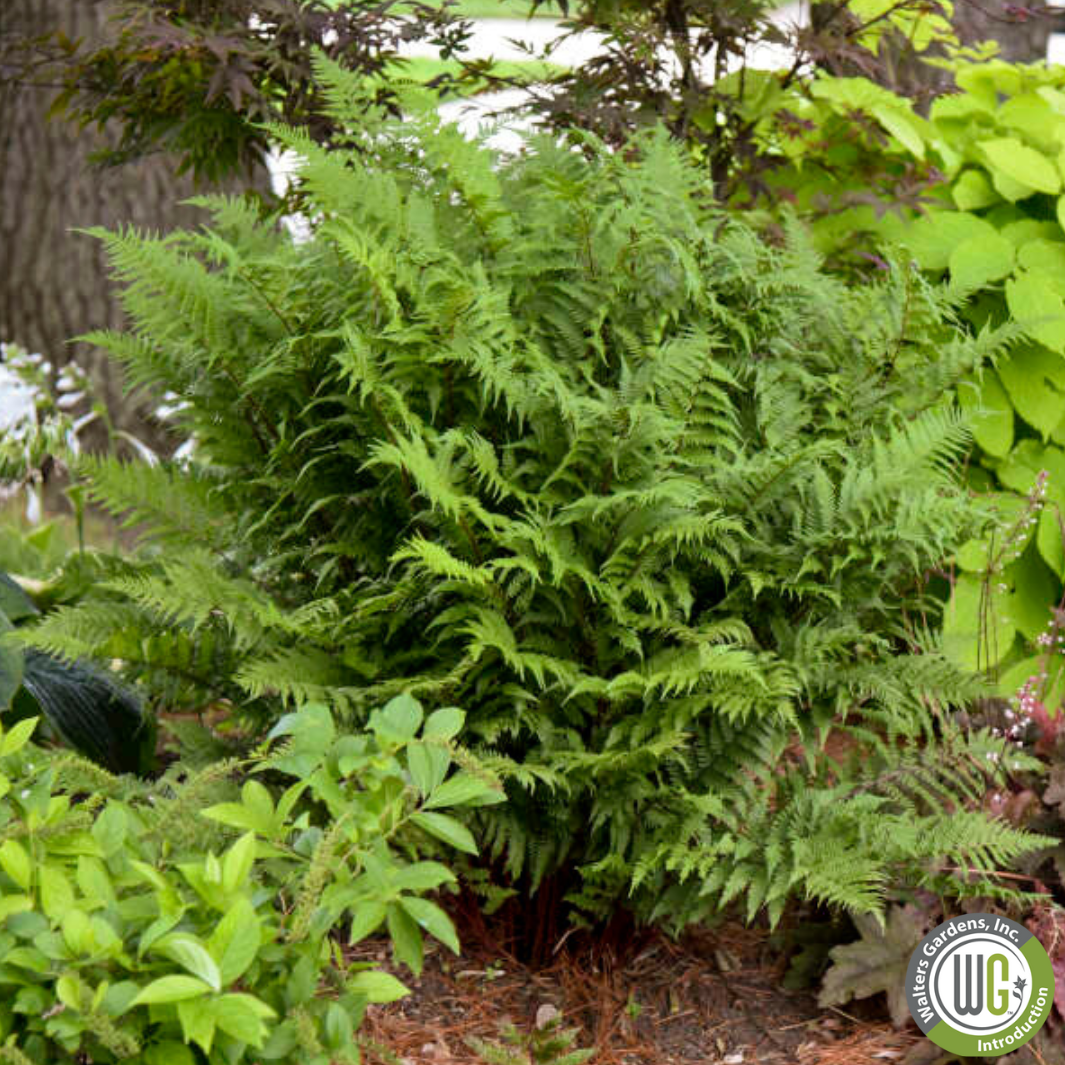 'Lady in Red' Fern | Athyrium filix-femina 'Lady in Red'