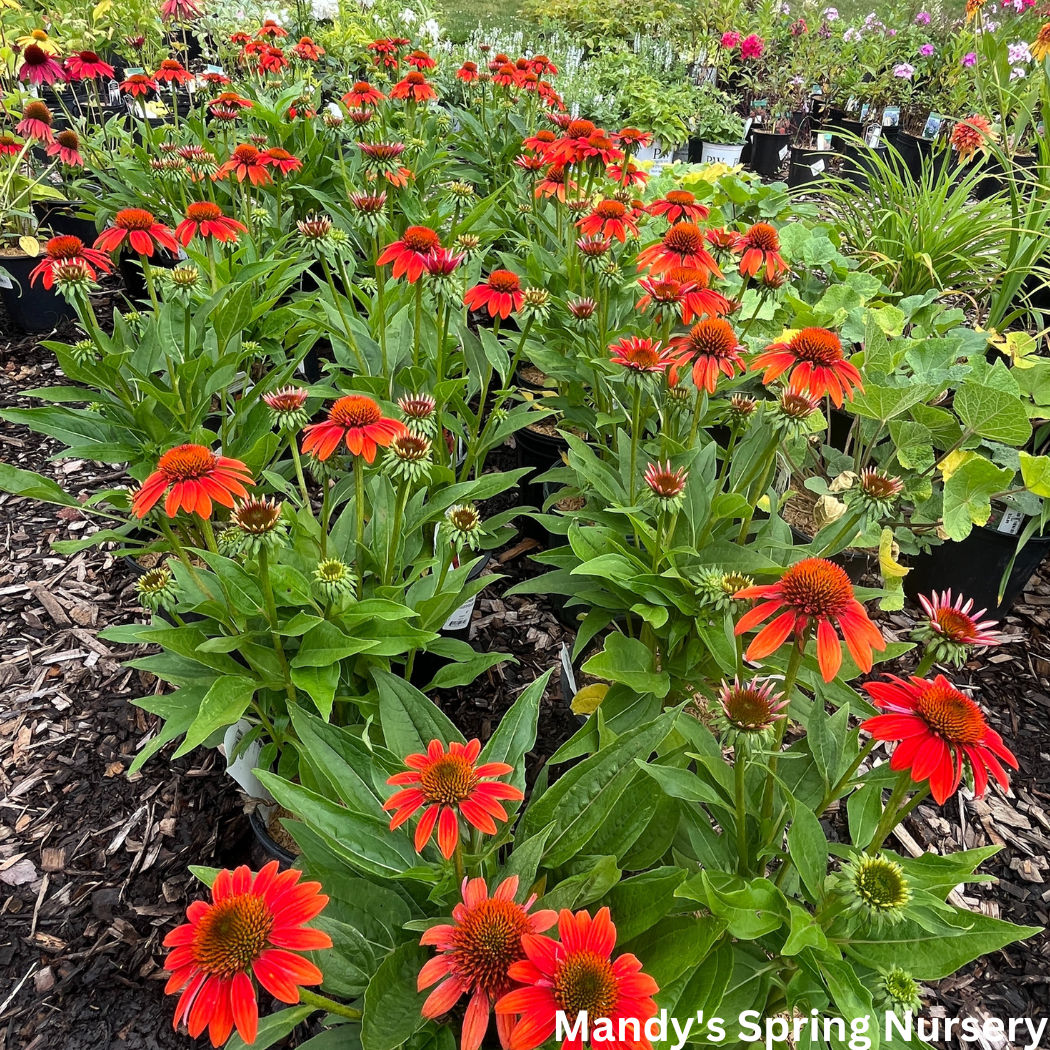 'Sombrero® Fiesta Orange' Coneflower | Echinacea