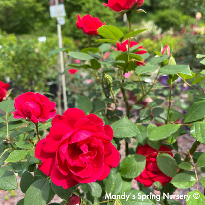 Improved Blaze Climbing Rose