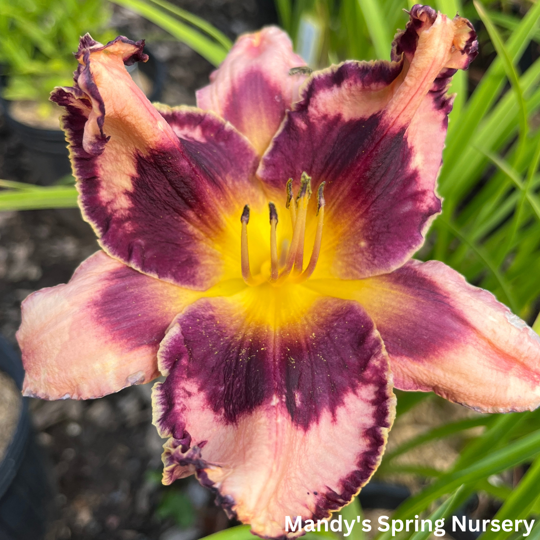 Storm of the Century Daylily | Hemerocallis 'Storm of the Century'