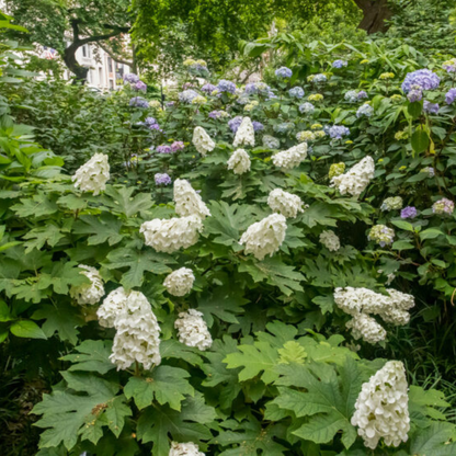 Jetstream Oakleaf Hydrangea | Hydrangea quercifolia