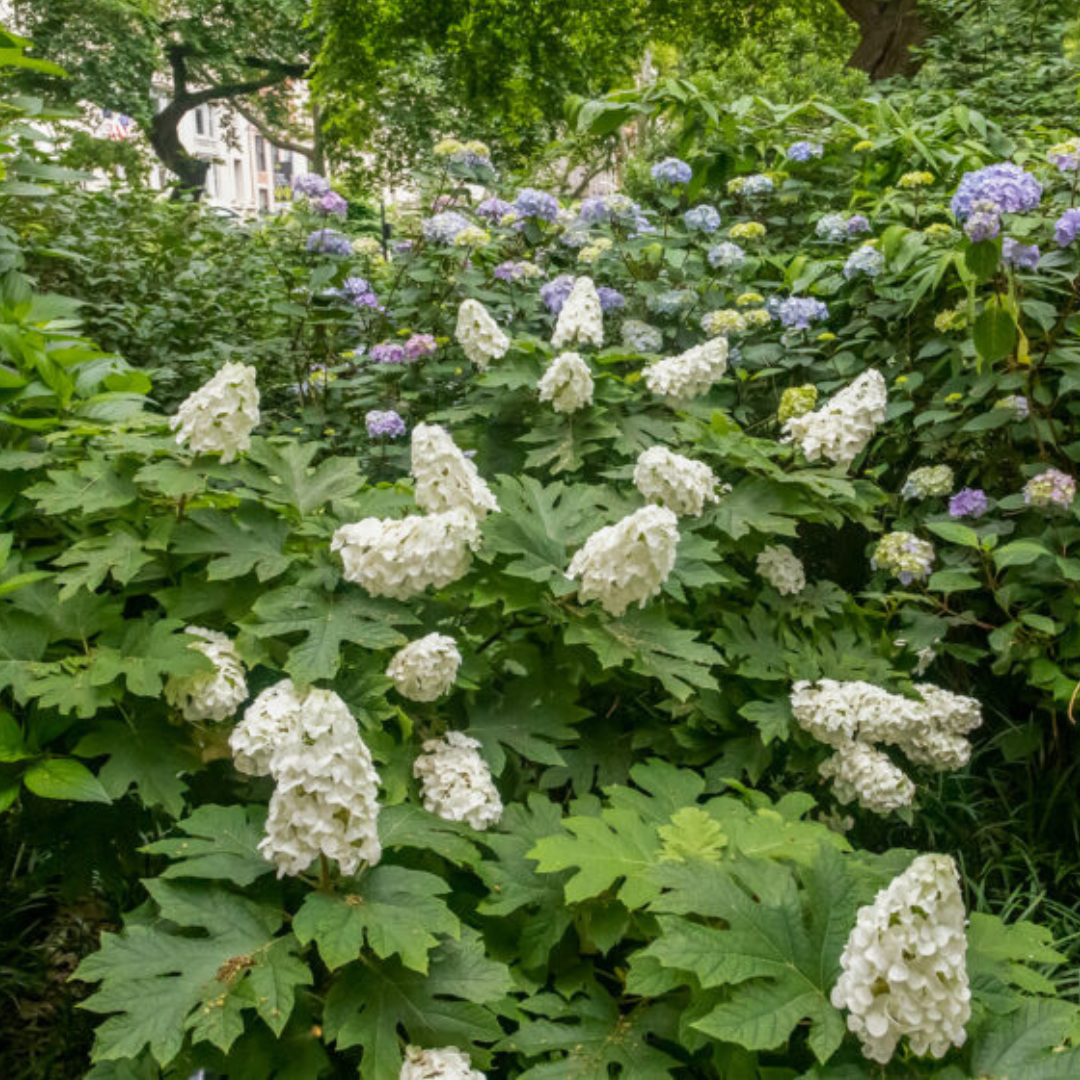 Jetstream Hydrangea | Hydrangea quercifolia