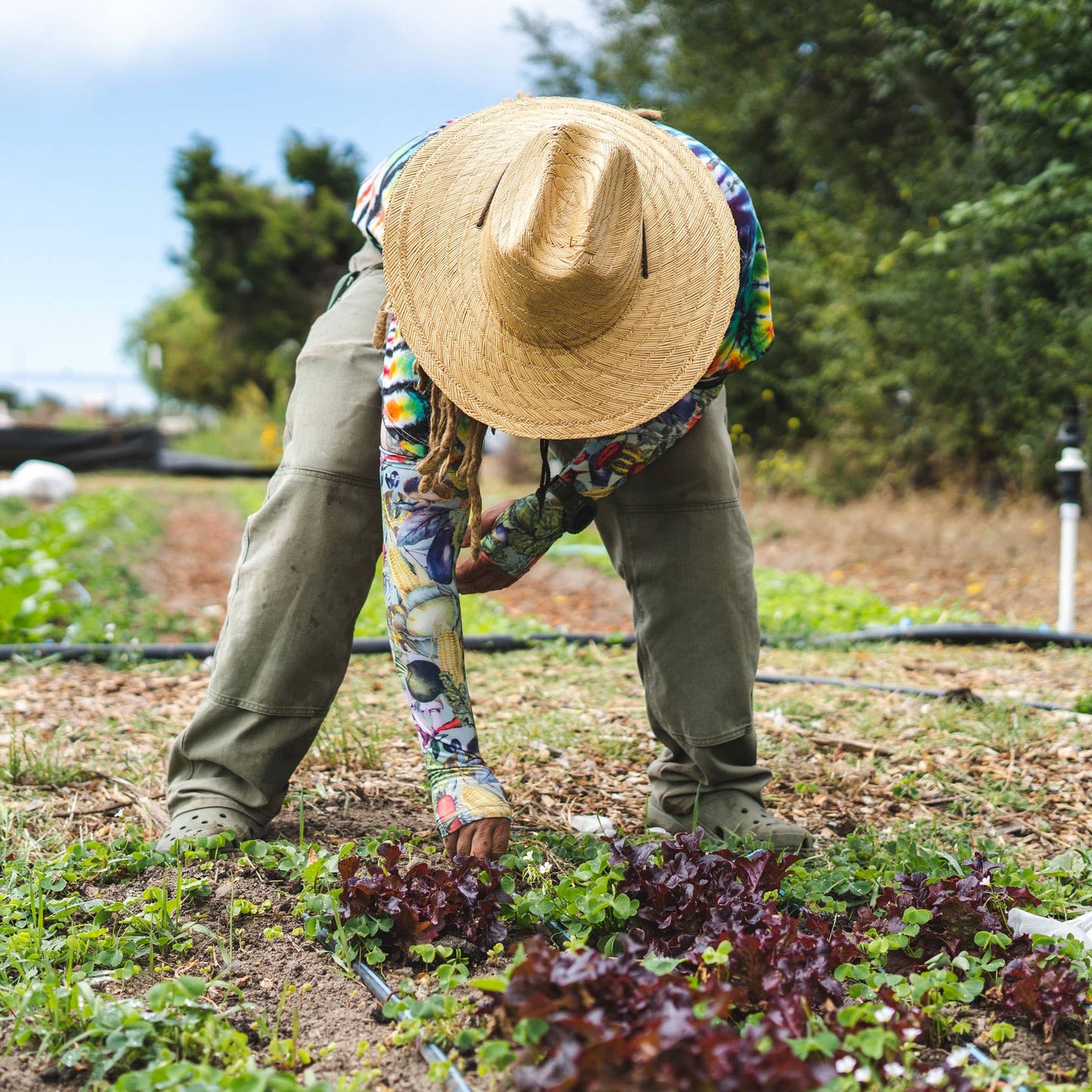 Protection Sleeves - Vegetable Harvest