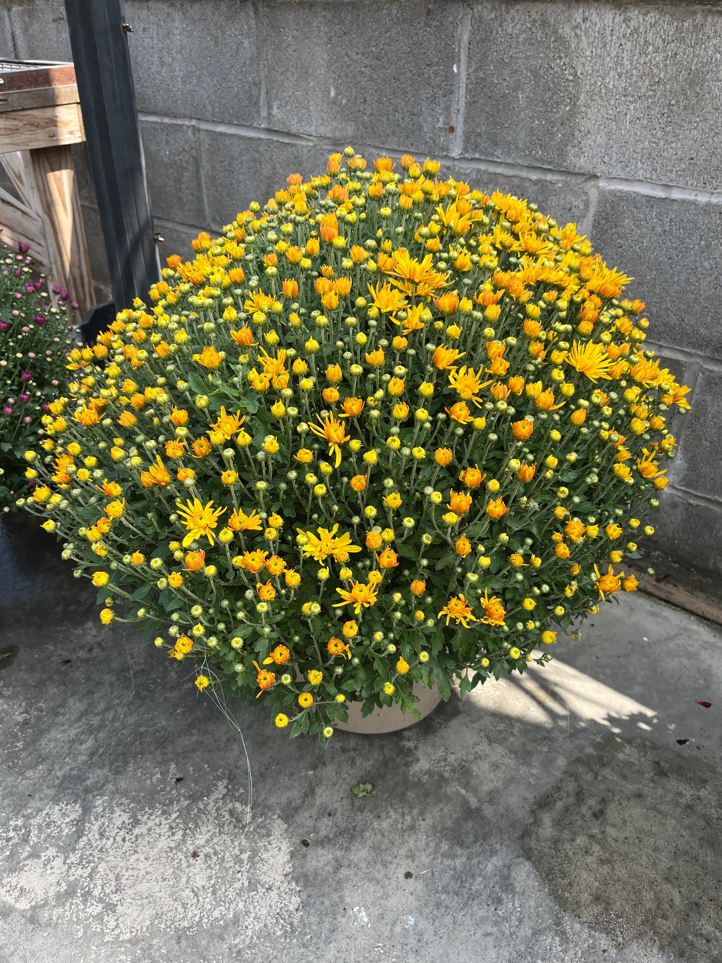 Mums & Kale Fall Assorted