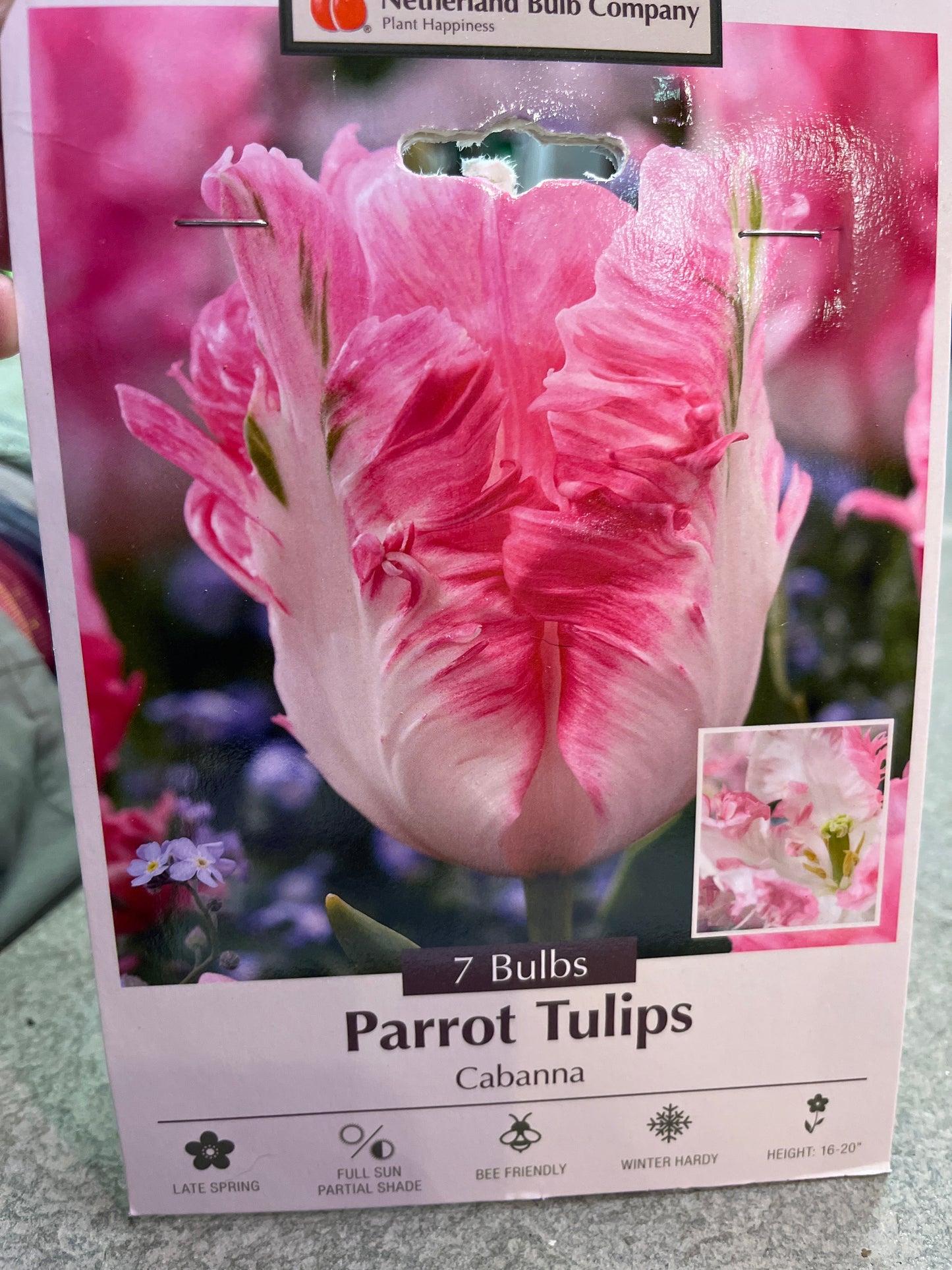 Parrot Tulips Cabanna  7 bulbs