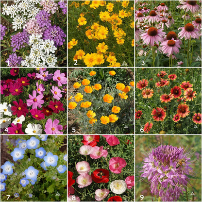 Scatter Garden | Honeybee | Pollinator Garden
