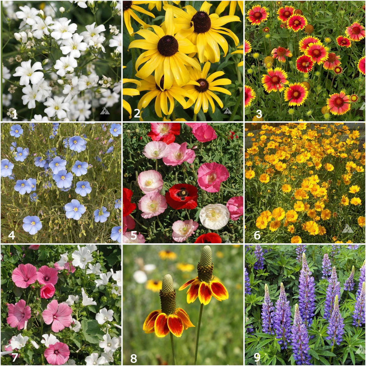 Garden Sprinkles Wildflowers - Spring flowers