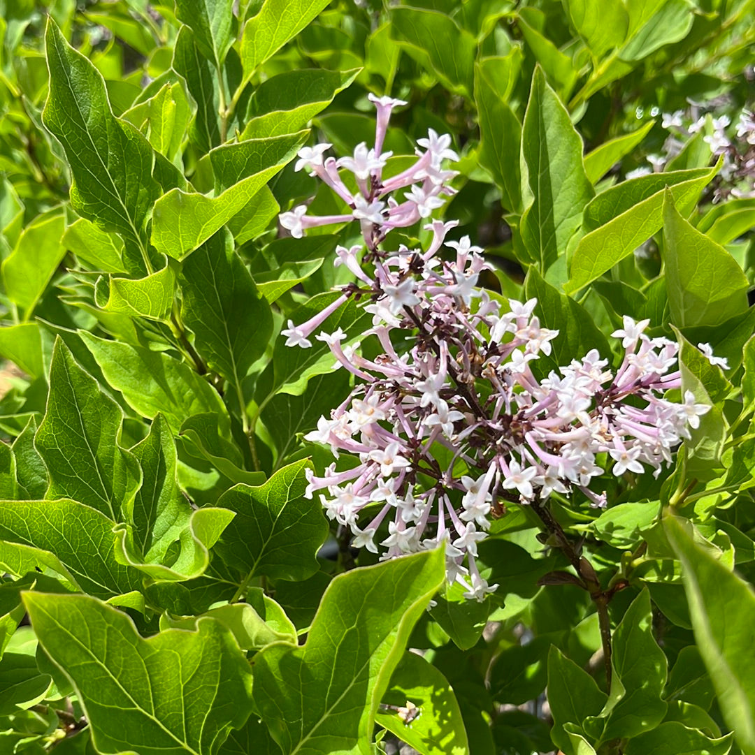 Little Lady Lilac | Syringa x 'Jeflady'