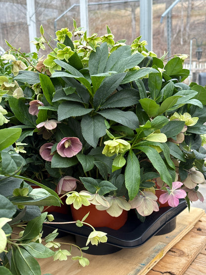 Assorted Hellebore | Helleborus