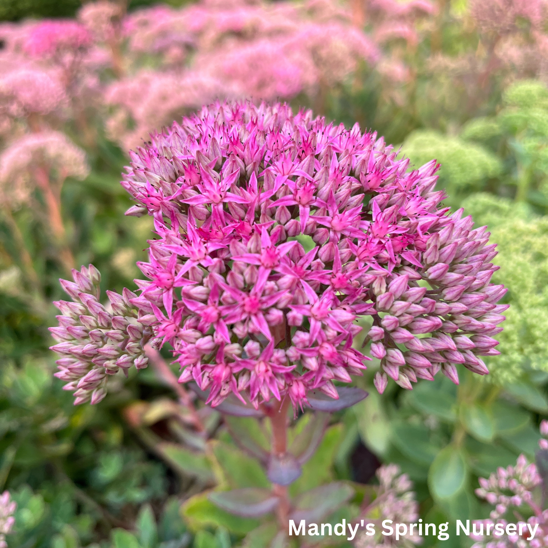 Carl Stonecrop | Sedum