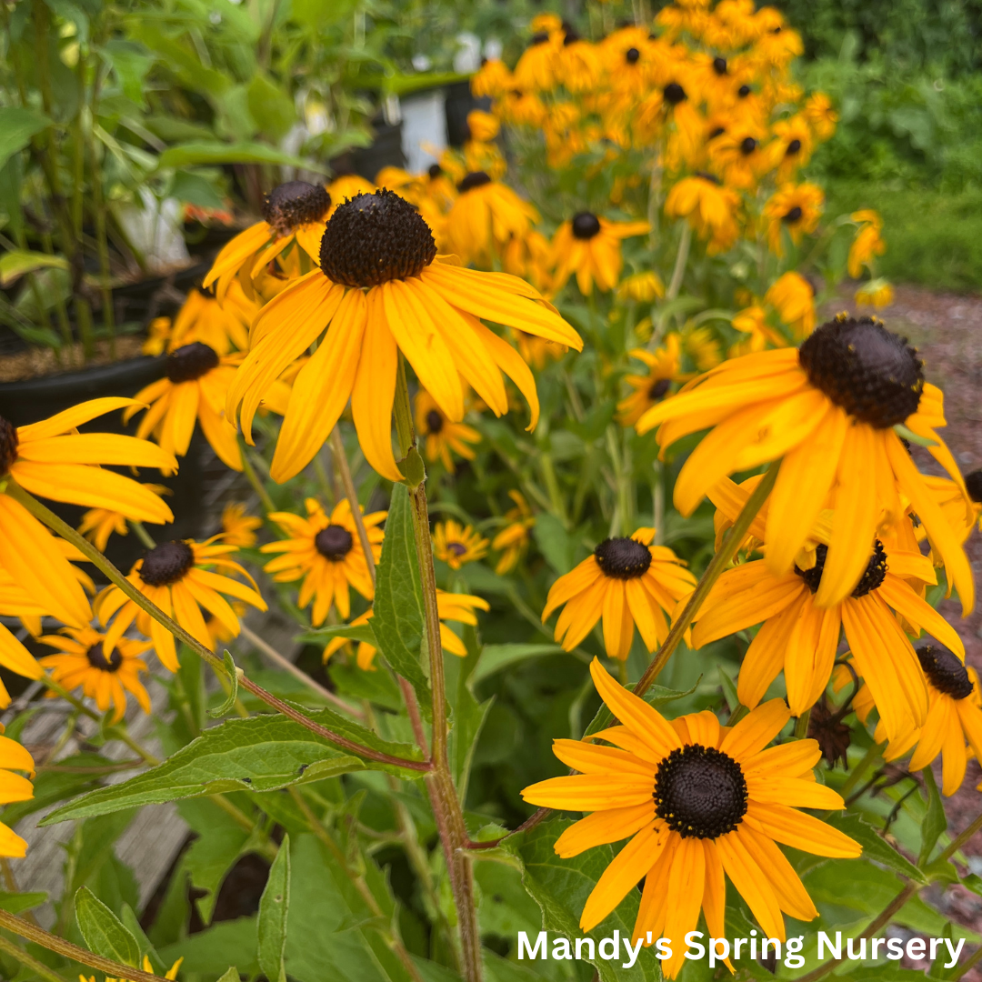 Goldsturm Black-Eyed Susan | Rudbeckia fulgida