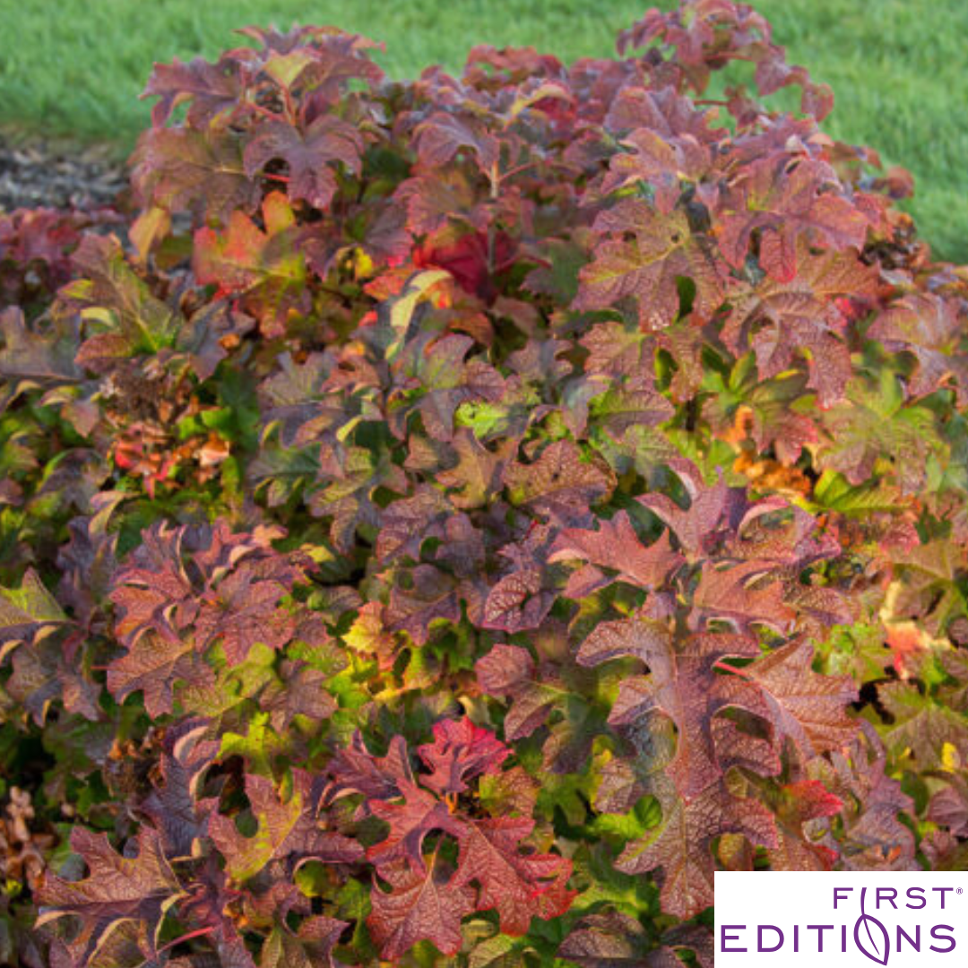 'Jetstream' Oakleaf Hydrangea | Hydrangea quercifolia