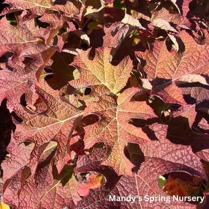 Jetstream Oakleaf Hydrangea | Hydrangea quercifolia