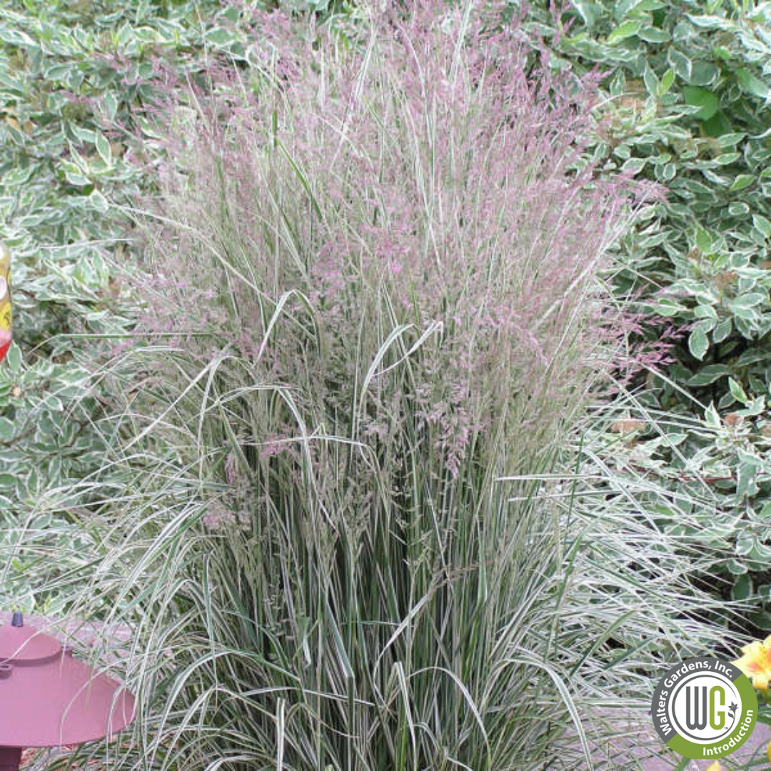 'Overdam' Variegated Feather Reed Grass | Calamagrostis acutiflora 'Overdam'