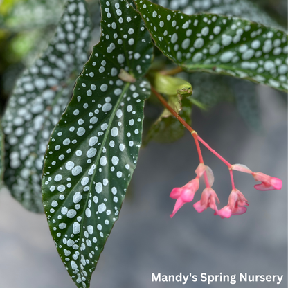 Double Dot Begonia | Begonia c