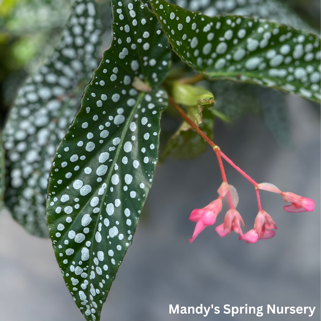 Double Dot Begonia | Begonia c