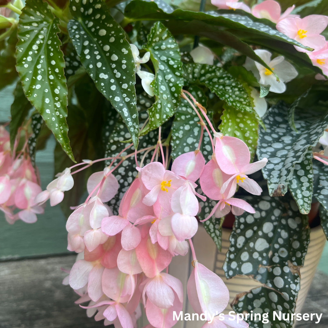 Double Dot Begonia | Begonia c