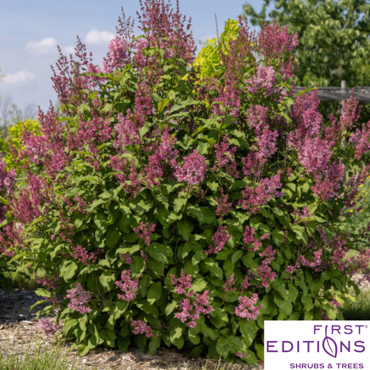 Pinktini™ Lilac | Syringa x prestoniae 'Jeftini'