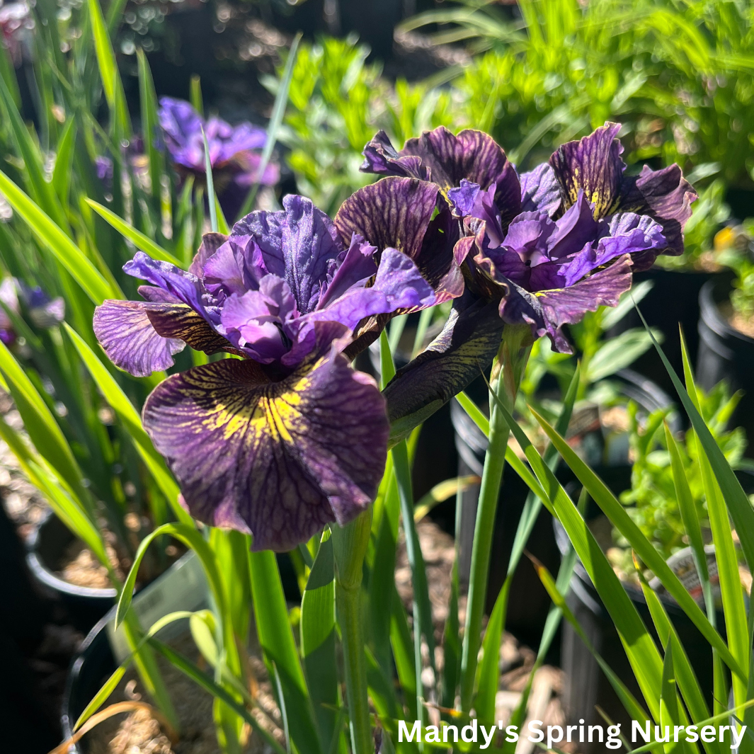 'Purring Tiger' Siberian Iris | Iris sibirica 'Purring Tiger'